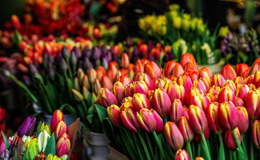 Horticulture sans produits chimiques