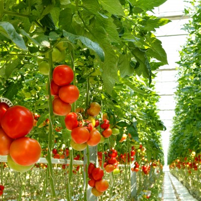 belle tomates grace à UV RER
