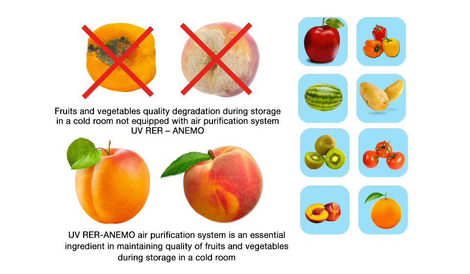 Protect crops from pathogens and extend the shelf-life of harvested fruits and vegetables protect fruits with UV RER