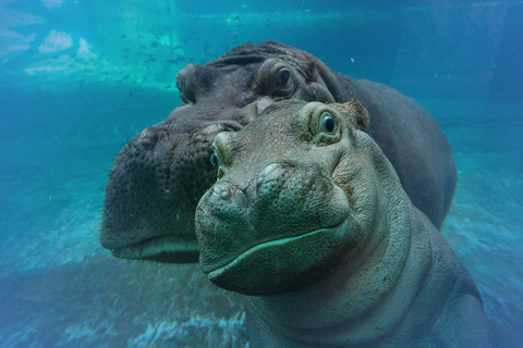 Traitement de l'eau UV aquarium zoo