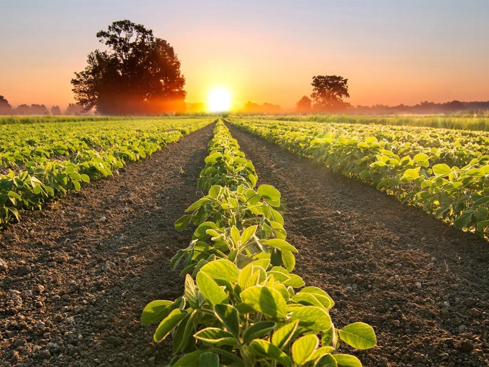 L'agriculture sans produits chimiques