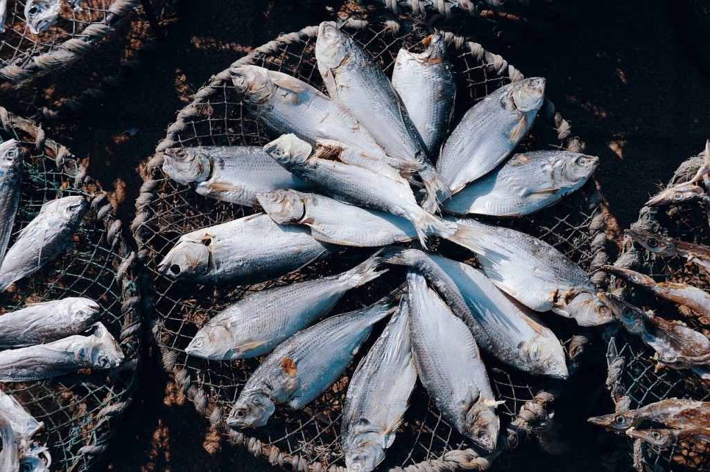 Aquaculture