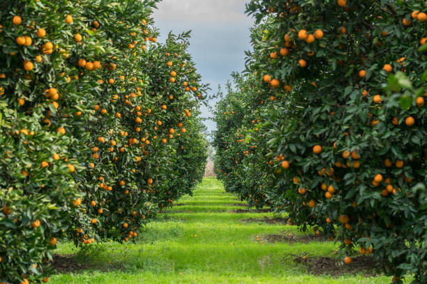 Group of Orange Tree